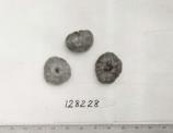 Click for 1 image(s) for this accession. FRUIT